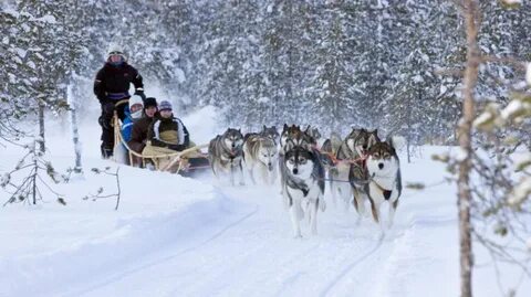 Husky Safaris by Arctic Circle Husky Park -Rovaniemi, Lapland, Finland Viaggi, I