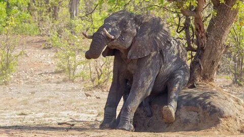 Elephant Scratches On Car