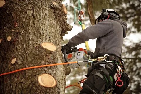 Are Tree Care Services Worth It After a Mild Winter?
