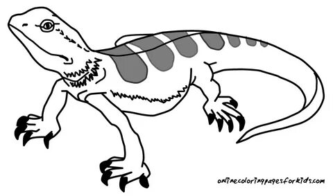 Lizard Printable Coloring Pages - Printable Fun Pages