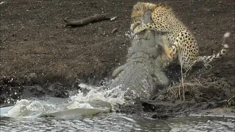 Crocodile attacks cheetah, drags into deep water, horrifying video of wild goes 